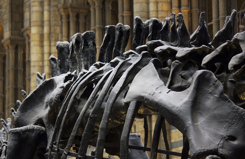 close up of the back scales of a dinosaur at the LA museum of natural history - The madrid apts in LA