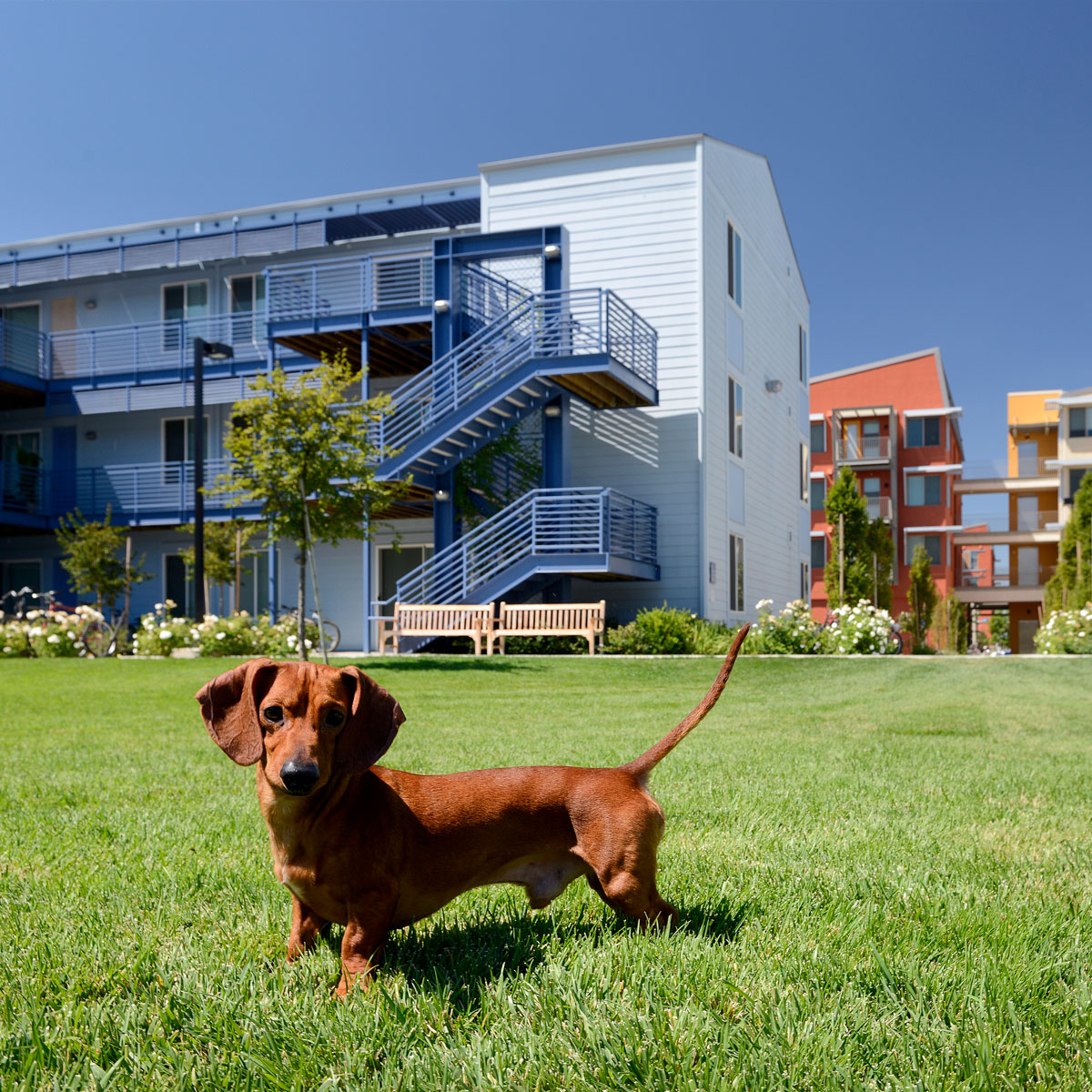 little dachshund puppy in West Village Apt Dog Park - UC Davis housing