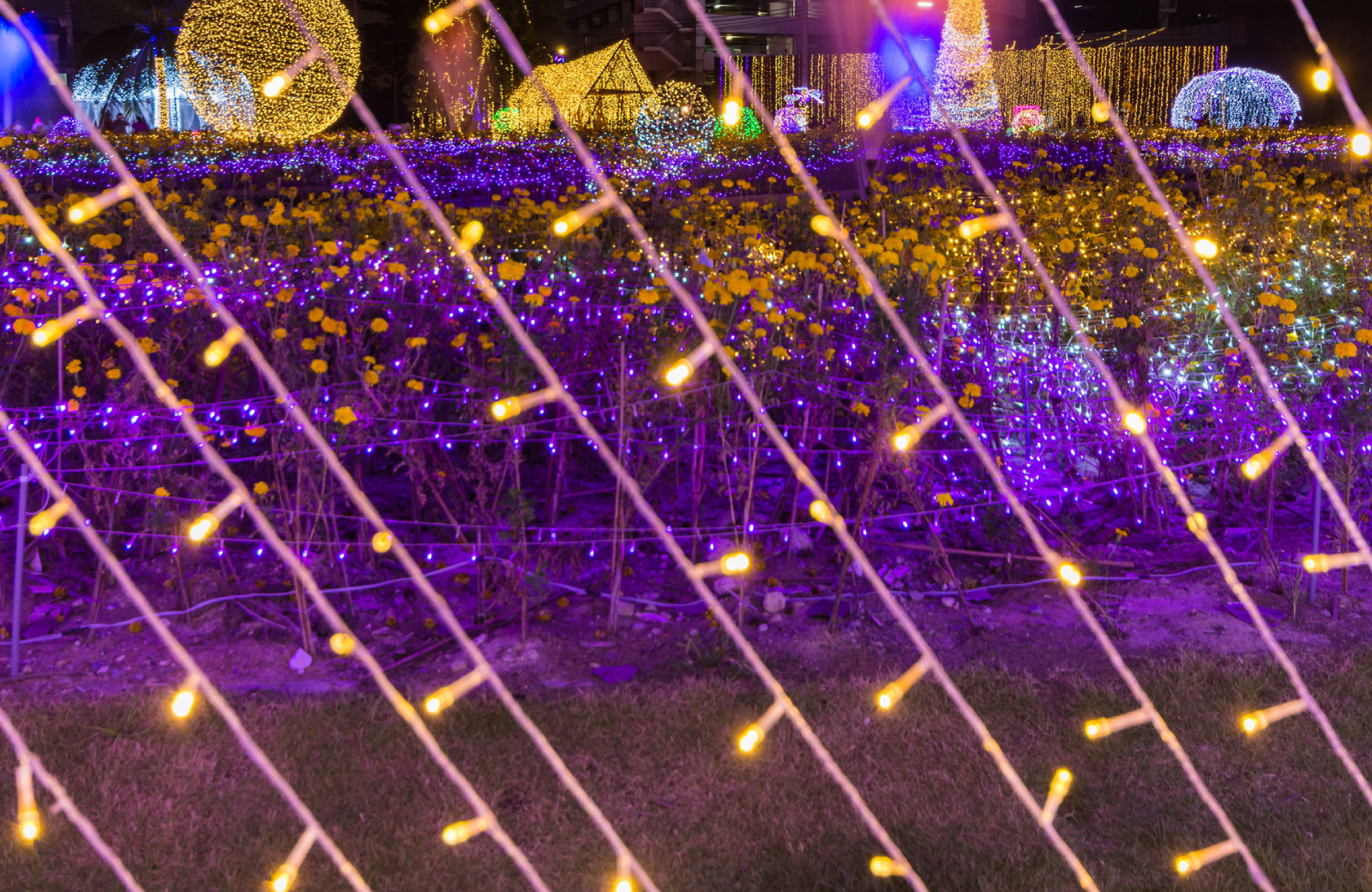 night image of garden of d'lights lit up bellevue washington - hyde square apts