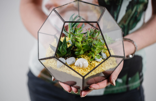 Florarium glass vase with succulents