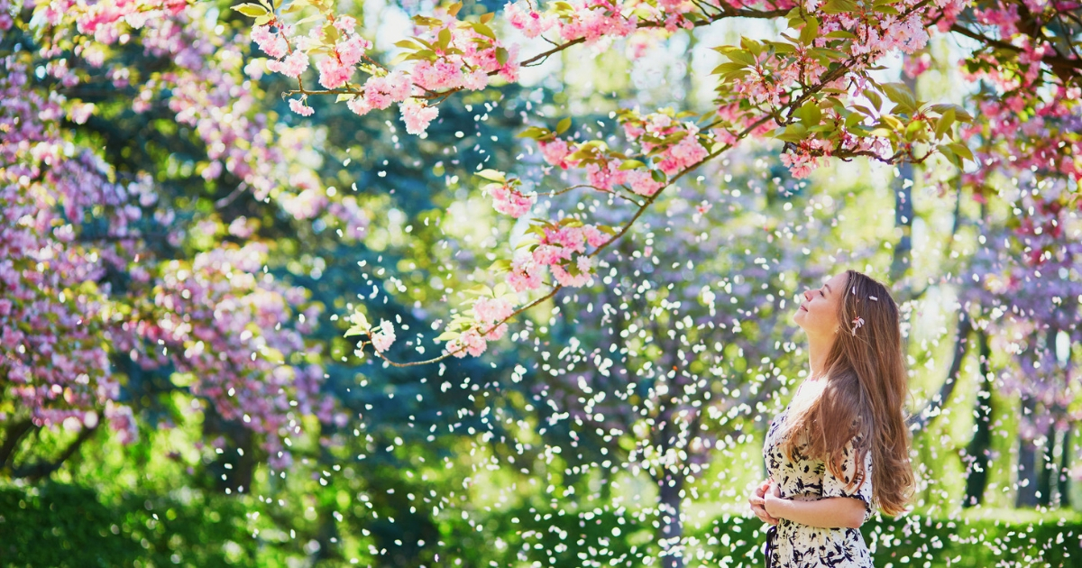 woman admiring cherry blossoms