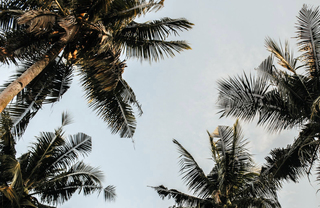 Upward shot of palm trees against a blue sky